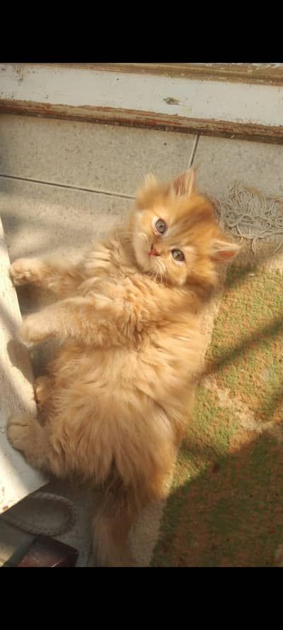 caramel and snowy kitten