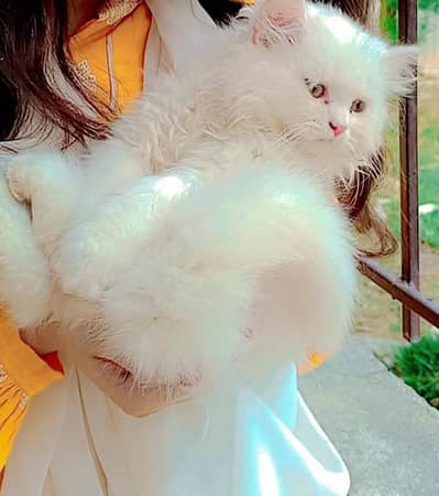 heavy bone male cat available for sale