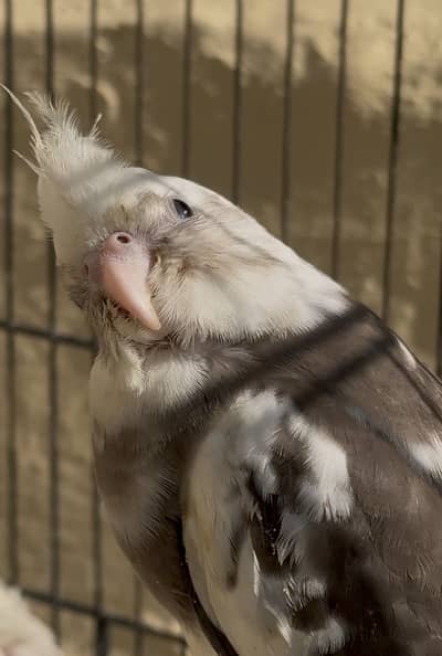 Handtamed cockatiels / Handtame cocktails