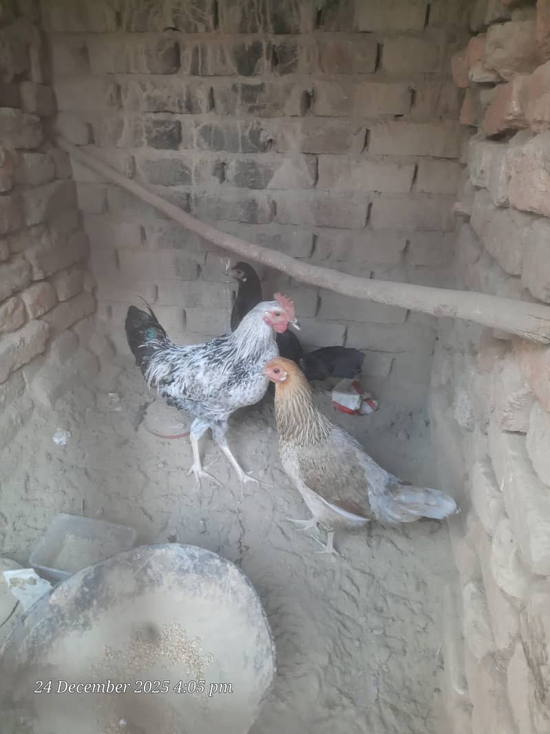 اسیل دیسی مرغیاں 2 مرغیاں 1 مرغا ہے 0