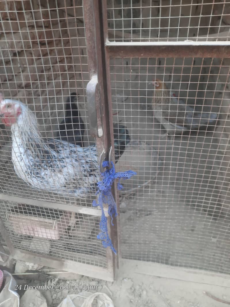 اسیل دیسی مرغیاں 2 مرغیاں 1 مرغا ہے 2