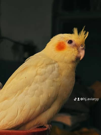 Handtamed cockatiels - handtame cocktails available