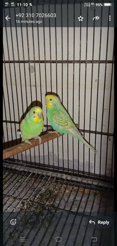 1300 per piece small ducks and Australlian parrot pair in 1500