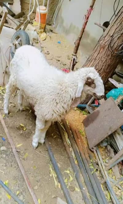 larkana sheep