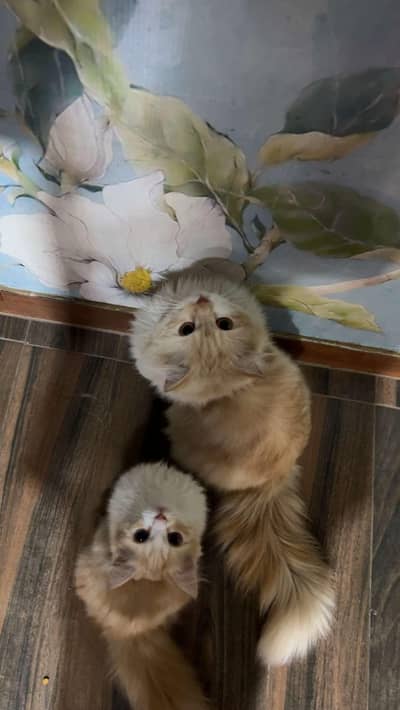 Persian Female Kitten