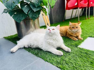Cat's Couple