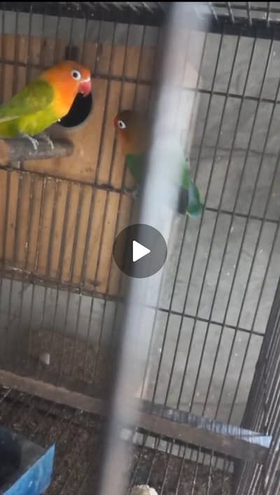 top quality green Fisher breeder pair for sale