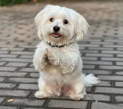 Cute Toy Breed Available