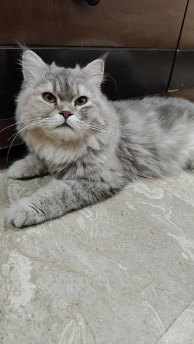 Persian cat