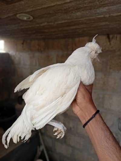 White Polish Young Male Mashallah