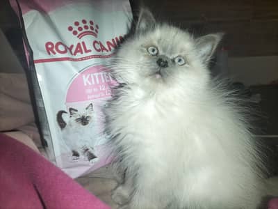 Himalayan male kitten