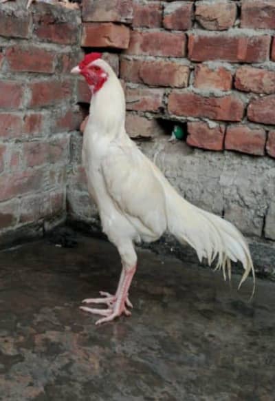 Smgh me ay to message kerna