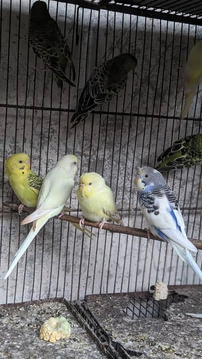 Bajri pair outclass color  ache size m