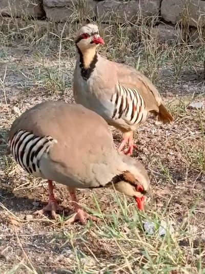 Female Chakor for sale