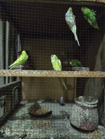 Australian parrots 4 pair