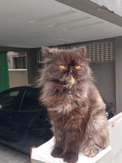 High quality peke peki piki female breeder Persian cat
