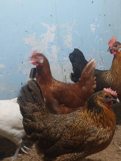 Desi ando wali morgia