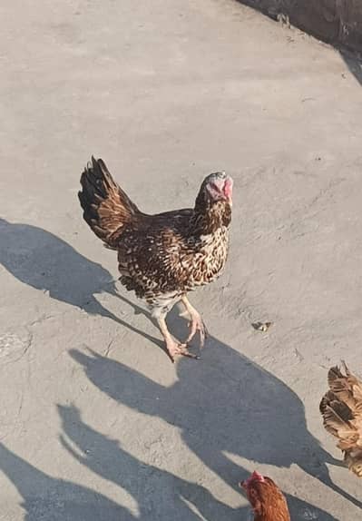 desi hen