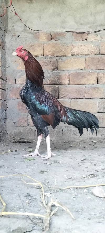 mianwali patha WhatsApp 03000424347