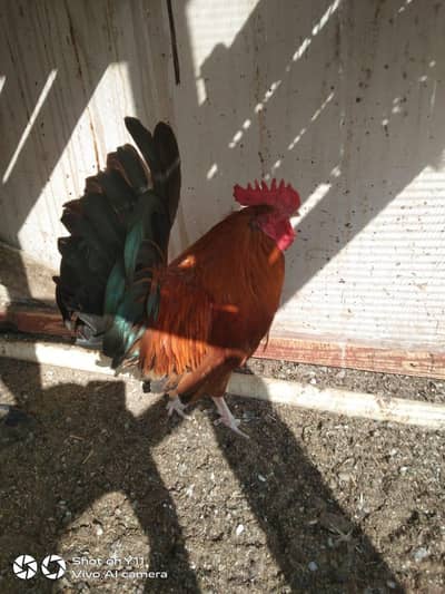 Desi Aseel Murgha Murghi Pairs For Sale!