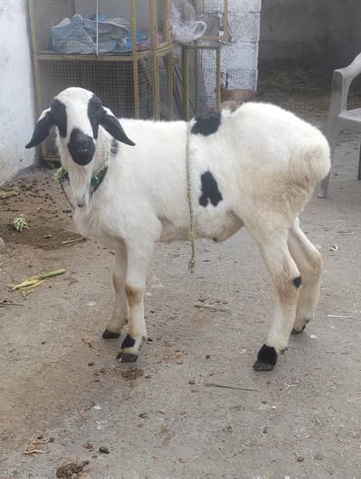 healthy attractive and beautiful ship