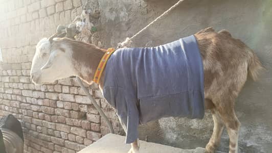 goat for sale tedi ghban confirmr 3 month