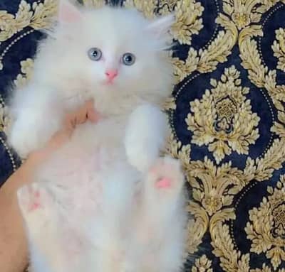 Persian kitten female 2 month age 0345/00/75/589