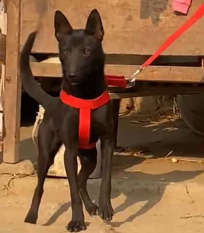 bagiyadi security female for sale available