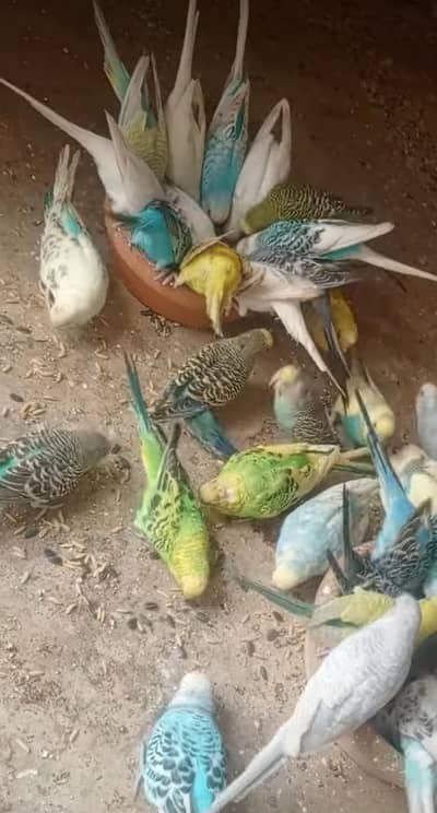 biggie bajri for sale in quantity