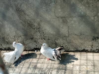 fantail breeder pair  pegion.
