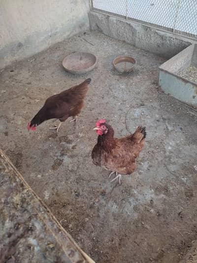 I Am Selling my RIR Hens