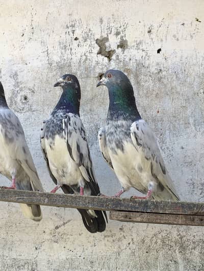 Golden teddy kabotar salary pigeons