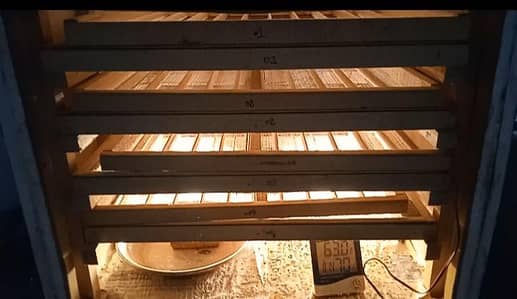 Cochin Mottled Porcelain Patridge Ban fancy chicks Silki Polish Brahma