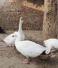 three ducks for sale big ducks two females one male