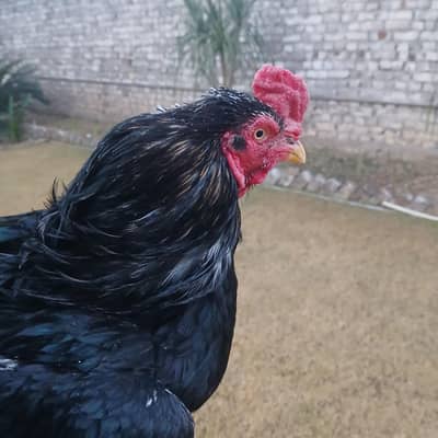 high quality lasani asel