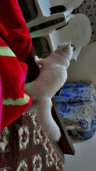 persian triple coat female. fully tamed . urgent sale