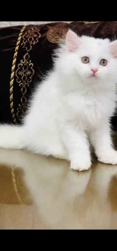 Quality Persian Punch face cat & kitten =03065316938=Whatsapp
