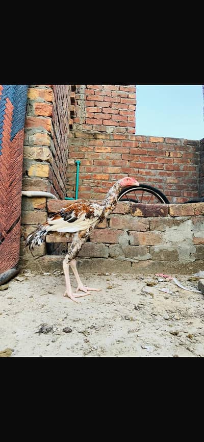 Aseel patha & pathi in heera cross