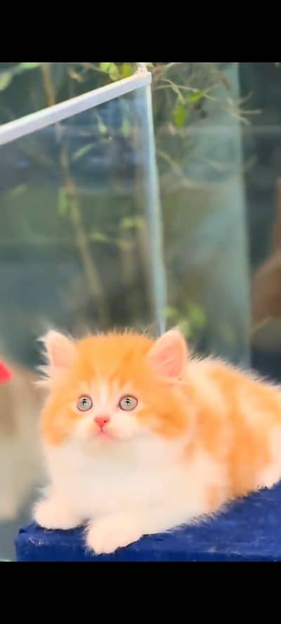 pure Persian cat vaccinated brown colour healthy active hai