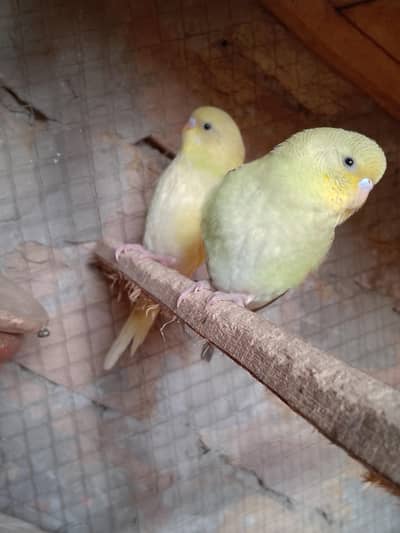 For Sale male and female young age