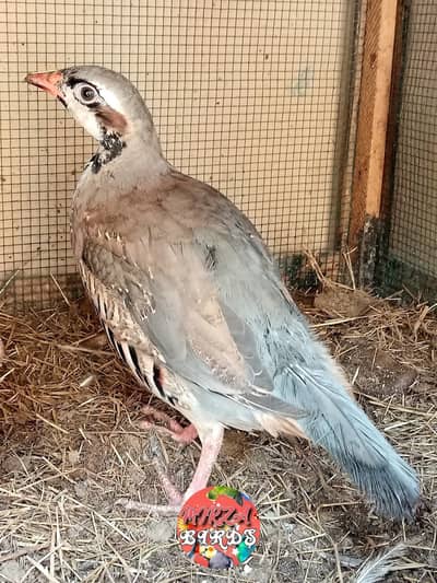 Chakur Pairs For Sale