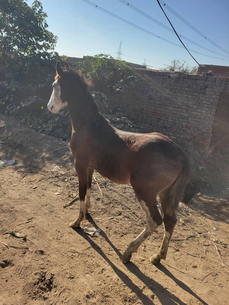 مکس نسل  کا  کھوڑا  هے  مارواڑی اورعربی 0