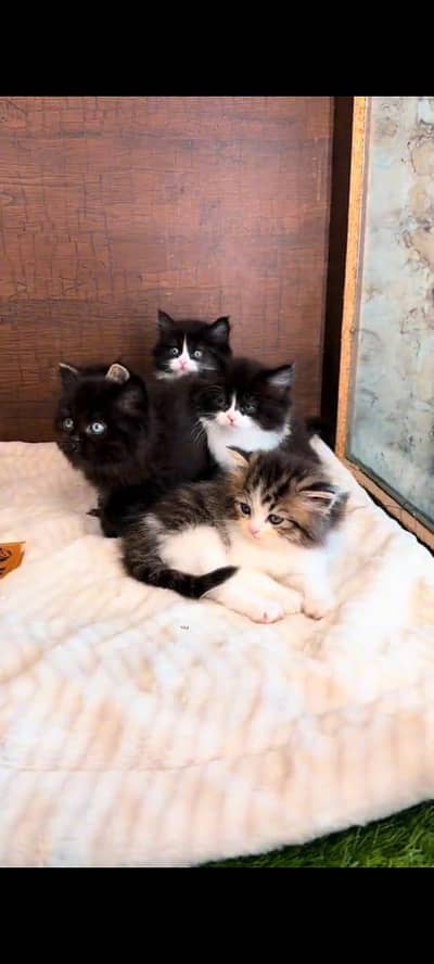 pure Persian cat vaccinated triple coted and littler ternd