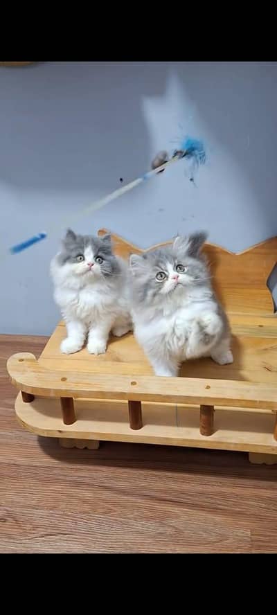 Punch face kitten for sale   WhatsApp, 03126762031