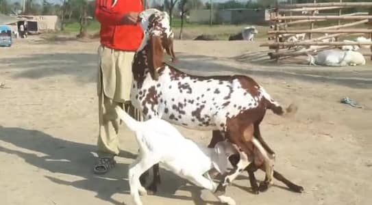 Goat with One Male & One Female Kid | Contact 0321-7922397