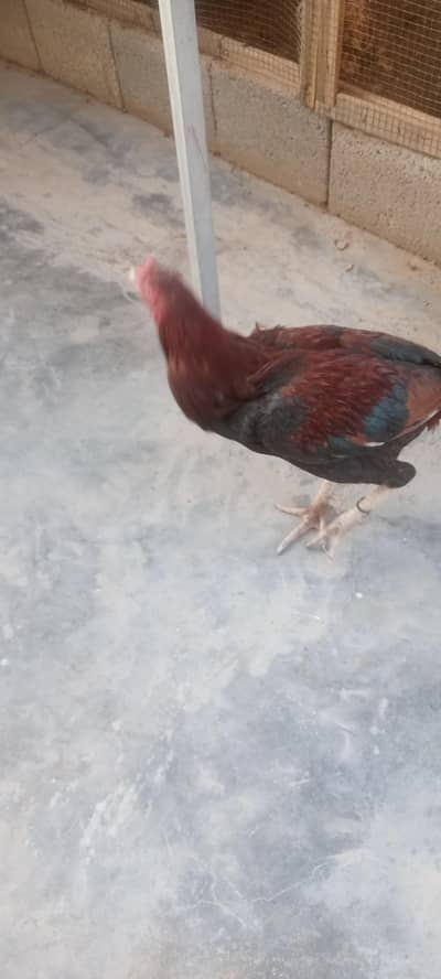 murga or murgi for sale