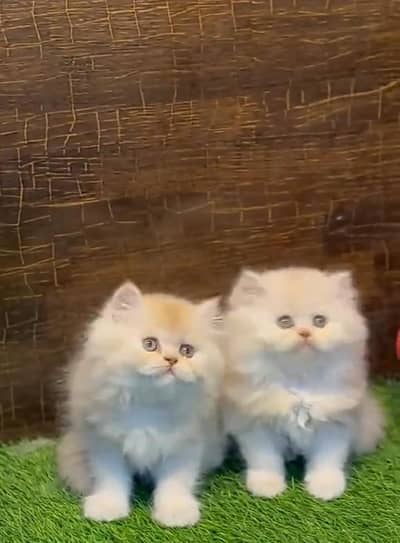 Punch face kitten for sale   WhatsApp, 03126762031