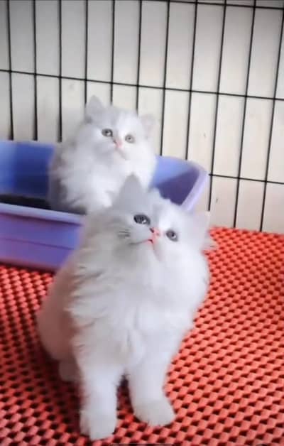 Punch face kitten for sale   WhatsApp, 03126762031