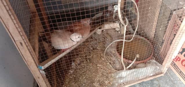 doves pair with eggs very good health  active full breeder