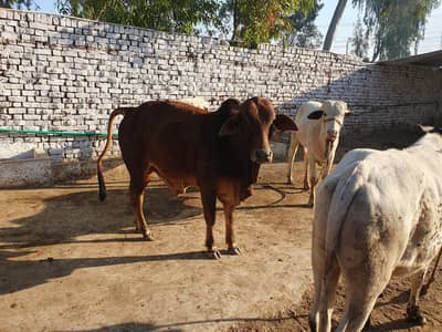 WACHAY / WACHAS / BULLS /BUFFALO